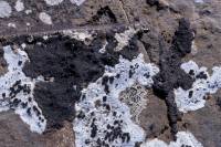Lichens sur rocher 